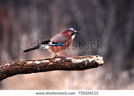 Little colorful bird on wood.