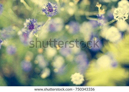 The colorful flowers in soft color and blur style for background