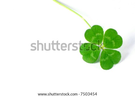 Fresh four leaf clover isolated on white - symbol of holiday St Patrick's Day