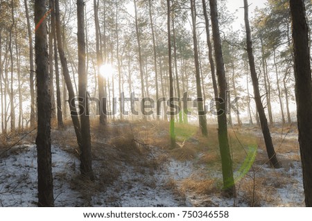 
winter morning in the forest