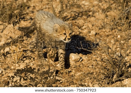 Cheetah in the African Bush and Game Reserves