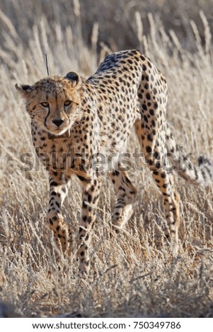Cheetah in the African Bush and Game Reserves