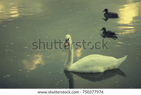 One swan swimming in lake