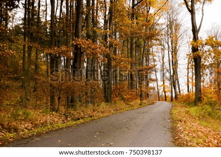 Autumn road in Czech republic