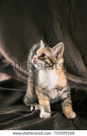 Vertical photo of small kitten with tabby fur. Baby cat has white chest and paws with few red spots. Animal stands on the brown crumpled brown blanket which is too in background.