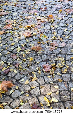 Dry fallen Colorful autumn leaves on paving slabs in sunlight in a beautiful autumn park. Season concept. Forest road background. Yellow, orange and red autumn leaves. Wet after rain. rainy weather.
