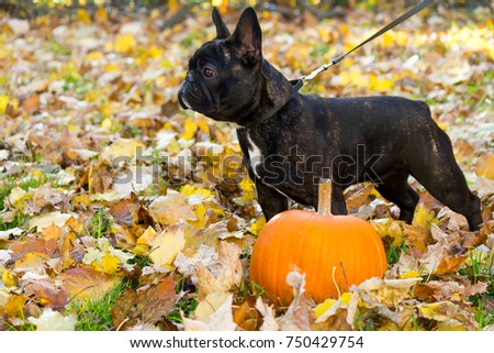 Black french bulldog puppy with a halloween pumpkin standing and pricking ears in a park