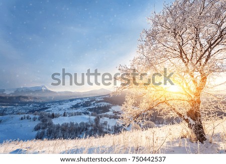 Winter landscape with lots of snow and trees covered with snow