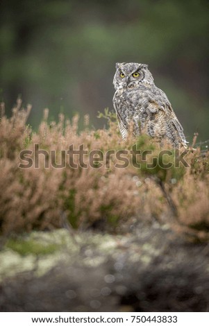 bubo virginianus, virgin owl,