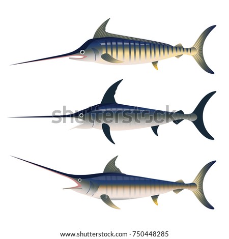 Set of billfish. Vector illustration isolated on the white background