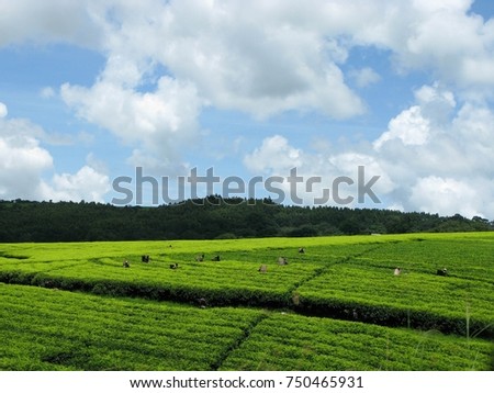 Workers pick tea leaves in a tea estate in Thyolo region of Malawi. Room for text. Royalty-Free Stock Photo #750465931