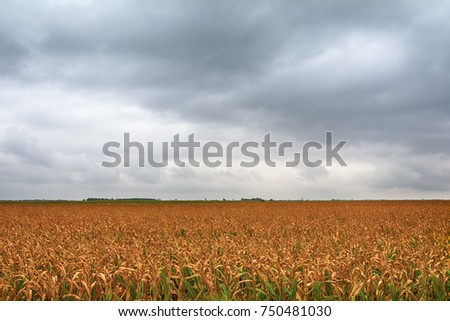 a beautiful field of corn and a crazy sky