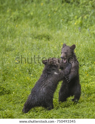 Cute two brown grizzly bear cubs Ursus arctos playing together resembling wrestling contest on fresh grass after hard rain. Wildlife photography scene of secret animal family life in nature habitat.