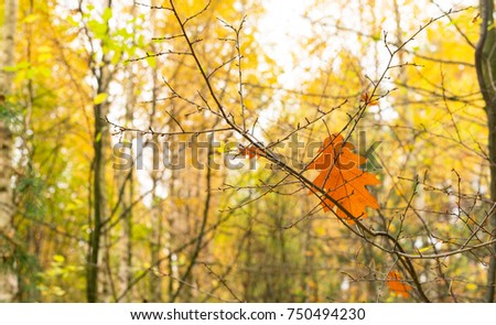 Multicolored tree leaves on the background of the autumn forest