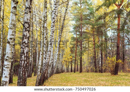 Birch forest with yellowed  leaves on the branches in the autumn of the year