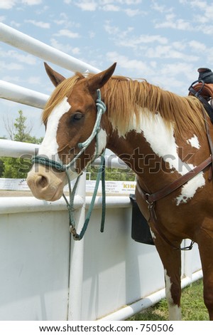 A horse waiting to compete in a rodeo.