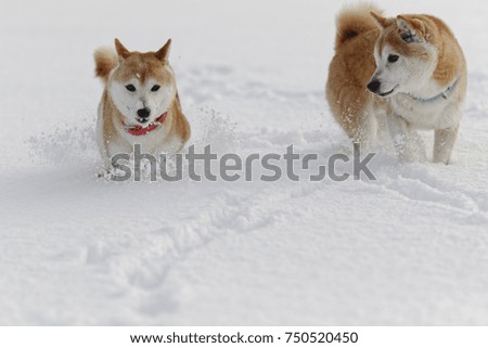 Japanese Shiba Inu dog.On the winter snow