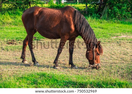 Horse Grass