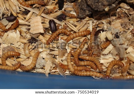 Meal Worm and Darkling Beetle Colony