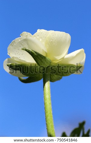 Closeup of a Ranunculus or Buttercup flower