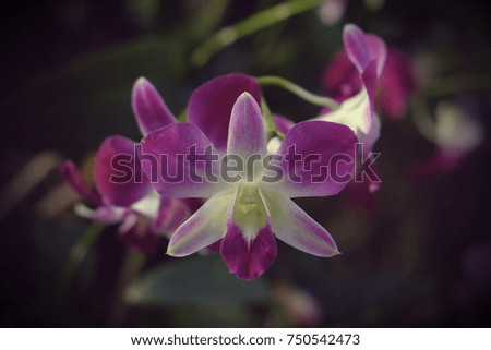 Orchid flower in tropical garden close up. Floral background.