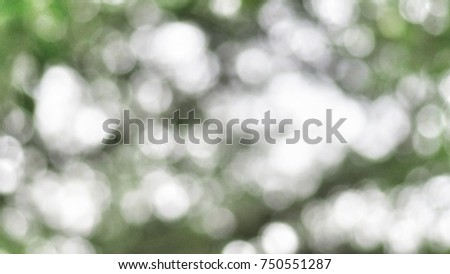 Blurred image of light coming from the trees,background.