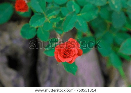 small red rose with green leaf in the garden