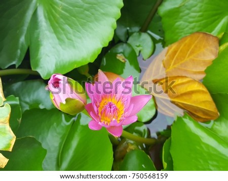 Twin lotus flowers with Green leaf and two golden  leaf in the marsh. Background with space. Focus selected