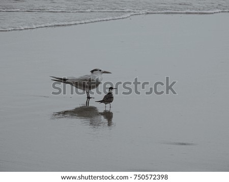 Royal tern sea birds mother and baby on the beach.