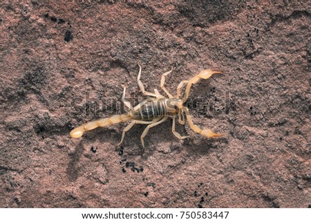 Hadrurus arizonensis, the giant desert hairy scorpion, giant hairy scorpion, or Arizona Desert hairy scorpion is a top view