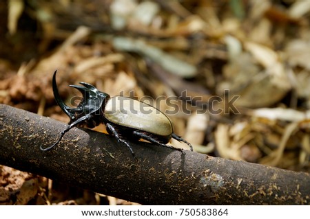 Beetle in nature