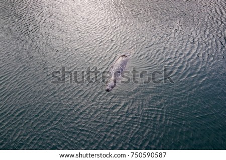 A harbor seal floats on the surface, refracting the ripples caused by a gust of wind.