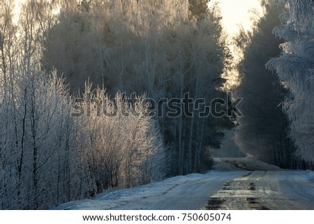 Trees covered with frost, bright sunny day, the road
