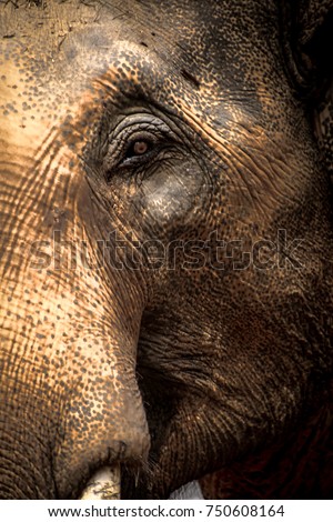 Sumatran elephant side profile picture closeup