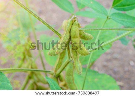 Pods of soybean are growing on the tree