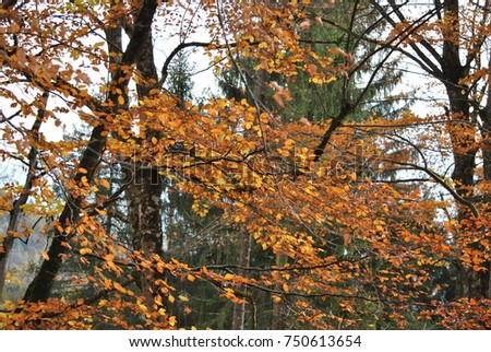 autumn magic color
