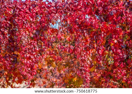 closeup of red leaves of creeper on trellis in autumn
