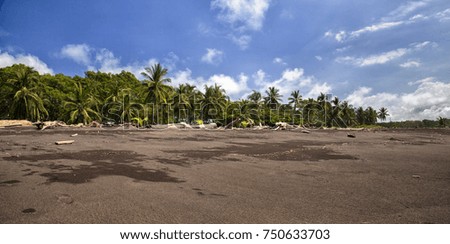 Coconut palms on a beautiful beach under a blue sky