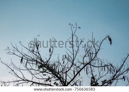branches of tree in the sunset with sky background