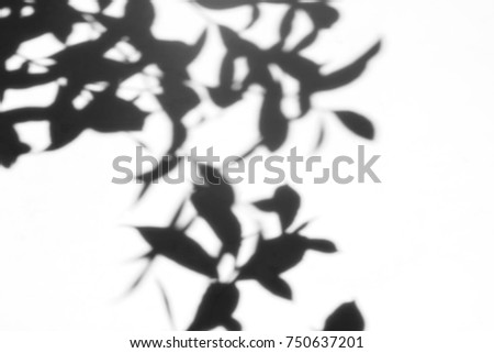 abstract blur of shadows leaf on a white background.