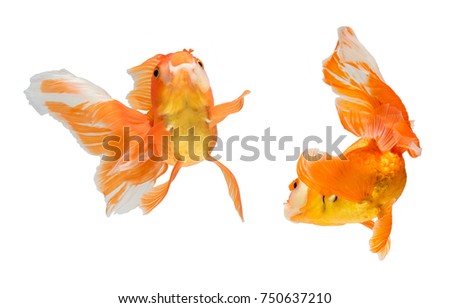 Goldfish isolate on a white background