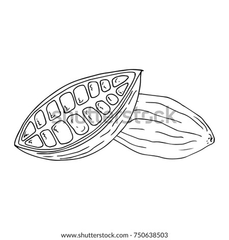 Cocoa beans. Cut fruit of cocoa tree. Vector illustration.