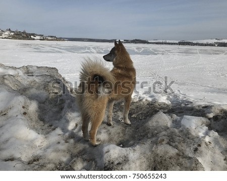 dog husky in the snow
