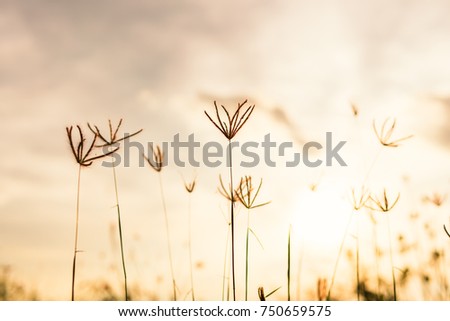 Grass flower and colorful sky at sunset landscape