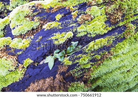 Bright green moss. The texture of moss on the decayed log.