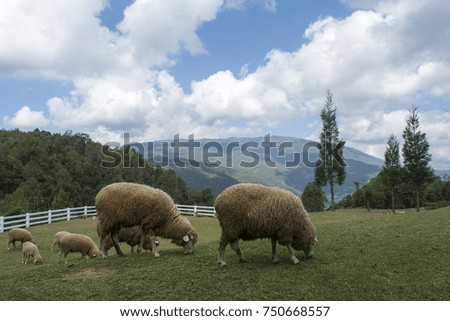 Sheep on field the green grass, blue sky Thailand.