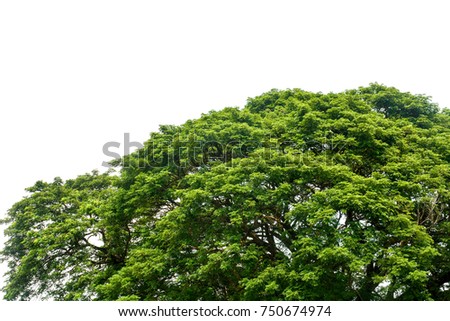 top of large Eastindian walnut, Raintree or Samanea saman green tree isolated on white background, copy space, clipping path