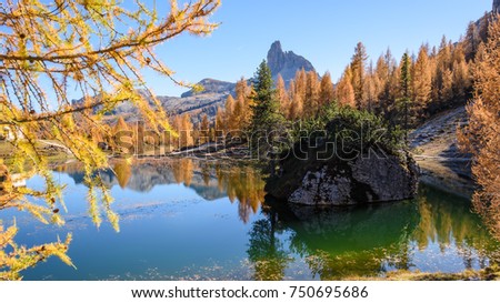 Reflexes. High mountain larch in autumn dress. Lake Federa, Dolomites