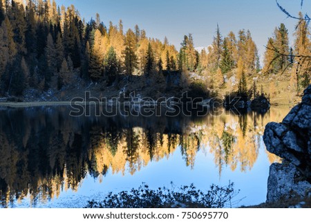 Reflexes. High mountain larch in autumn dress. Lake Federa, Dolomites