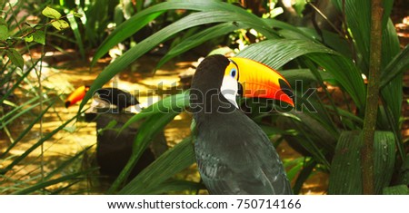 Colorful tucan in the aviary